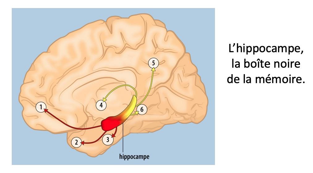 Hippocampe