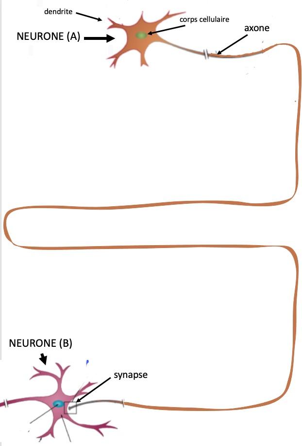 Neurone