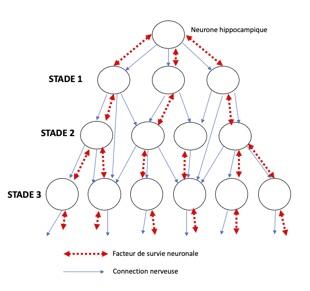 Re seau neuronal
