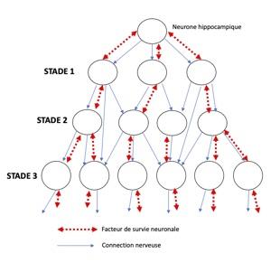 Re seau neuronal